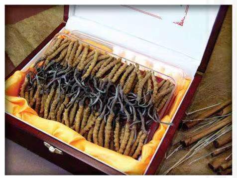 德格冬虫夏草回收